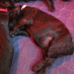 TCCK9 G1 - Black female Giant Schnauzer puppy in Bessemer, Alabama from The Copper Cottage Canines