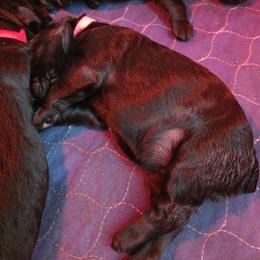 TCCK9 G1 - Black female Giant Schnauzer puppy in Bessemer, Alabama from The Copper Cottage Canines