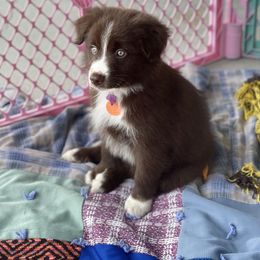 Australian Shepherd Puppies from Forgotten Coast Australian Shepherds