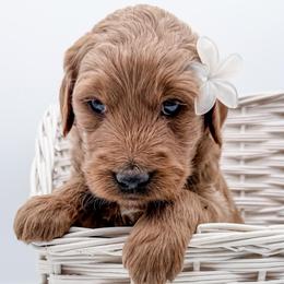Nova - Red  female Goldendoodle puppy in Mecklenburg County, North Carolina from Rustic Road Doodles