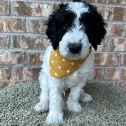 Thunder - Black and white male Aussiedoodle puppy in Eastland, Texas from H5 Mini Doodles