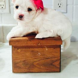 Maltese, Maltipoo, Poodle, and Yorkshire Terrier Puppies from Paw Perfect Pets