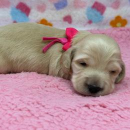 Seraphina- (burning with love) - Cream female Dachshund puppy in Murfreesboro, Tennessee from Kimbrie's Dream Cream Doxies
