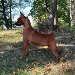 JJ - Miniature Pinscher