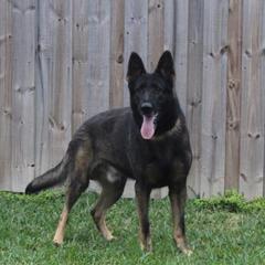 German Shepherds from Vom Wiesinger Kennel