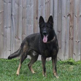 German Shepherds from Vom Wiesinger Kennel