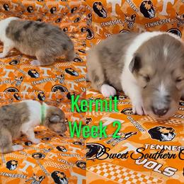 Katniss - Sable merle male Collie puppy in Kingsport, Tennessee from Sweet Southern Collies