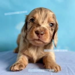 Boeing - Dapple male Dachshund puppy in Chandler, Arizona from Vonaducci Doxies, LLC.