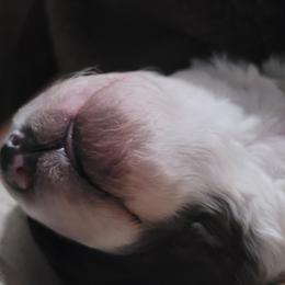 Bernedoodle Puppies from Daisy's Doodles