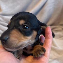 Beau Silky Wire - Black and tan male Dachshund puppy in Argos, Indiana from TKO Doxies