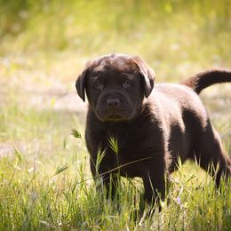 Beagle and Labrador Retriever Puppies from Jackpot Farms