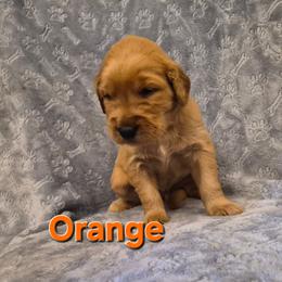 Orange - Dark golden male Golden Retriever puppy in Taft, Tennessee from McGraw's Fetching Pups