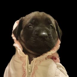 Mastiff Puppies from Eagle Pond Mastiffs