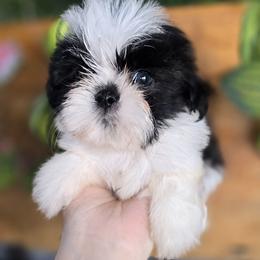 Zane - Black and white male Shih Tzu puppy in Azusa, California from RJ Shih Tzu lover