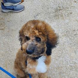 Aussiedoodle Puppies from Signature Doodles