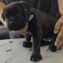 Light Blue Collar Girl - Black brindle female Cane Corso puppy in Gorman, Texas from McOmber Country Kennels