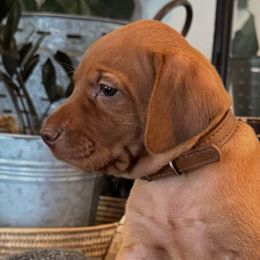 Mr. Brown - Golden rust male Vizsla puppy in Agua Dulce, California from Waterfall Ranch Hungarian Vizslas