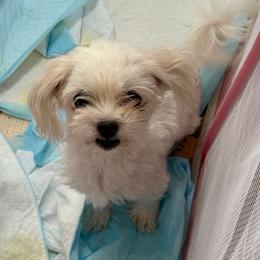 Yuki - Maltese