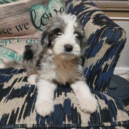 Giovanni - Merle male Goldendoodle puppy in Pleasant Hill, Iowa from Courtney Nicole's Mal Shihs & Goldendoodles