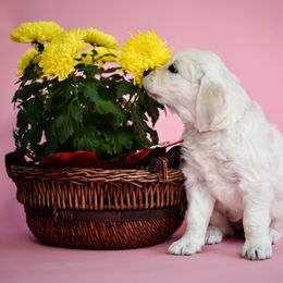 Golden Retriever Puppies from MYSnowAngels