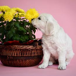 Golden Retriever Puppies from MYSnowAngels