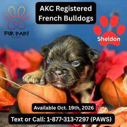 Sheldon - Tricolors male French Bulldog puppy in Michigan from Fur Baby Farms