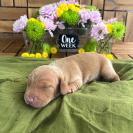 Bud - Red male Dachshund puppy in Miami, Florida from Oscar's Dachshunds