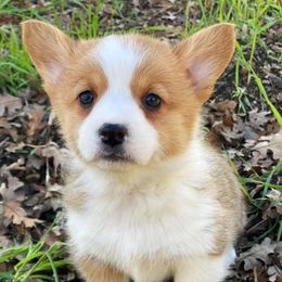 Pembroke Welsh Corgis from Paisley’s Pembroke Corgis