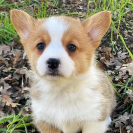 Pembroke Welsh Corgis from Paisley’s Pembroke Corgis
