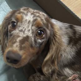 Dachshunds from D & F Doxies