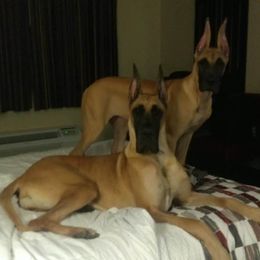 Great Dane All Grown Up from Legado Danes
