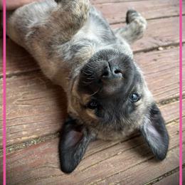 Pink - Brindle female Anatolian Shepherd Dog puppy in Clark, Wyoming from Fyne Acres