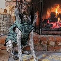 German Shorthaired Pointers from So Cal Shorthairs