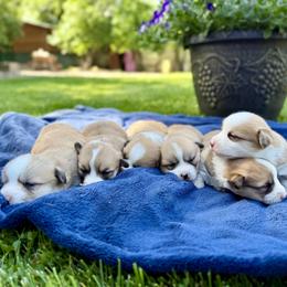 Pembroke Welsh Corgi puppies from Rustic Barn Kennels
