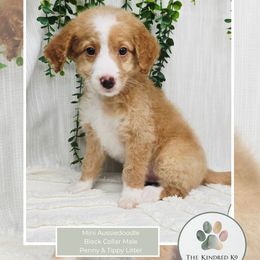 Black Collar Male - Apricot male Aussiedoodle puppy in Grand Rapids, Michigan from The Kindred K9