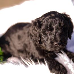 Kratos - Phantom male Goldendoodle puppy in Portsmouth, Virginia from Hopping Howlers Ranch