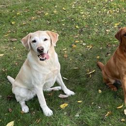 Labrador Retrievers from Owl Hill Labradors