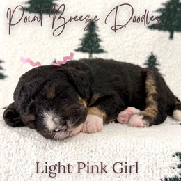 Light Pink Girl - Tri-color female Bernedoodle puppy in Rochester, New York from Point Breeze Doodles, LLC