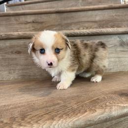 Ricotta - Sable merle and white female American Corgi puppy in Pahrump, Nevada from Desert Sunset Corgis