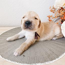 Golden Retriever Puppies from Gillit Family Goldens of NTX