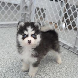 Herseys - Black and white female Pomsky puppy in Mesa, Arizona from Platinum Pomskies