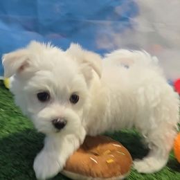Roman - White male Maltese puppy in Aurora, Missouri from KnJ Precious Paws LLC
