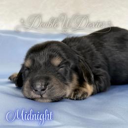 Midnight - Black and cream male Dachshund puppy in Alto, Texas from Double W Doxies