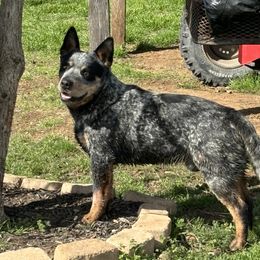Badger - Australian Cattle Dog