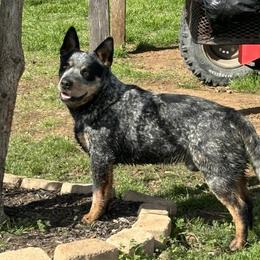 Badger - Australian Cattle Dog
