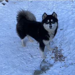 Zero - Black and white female Siberian Husky puppy in Iron River, Wisconsin from Wiemeri Siberians