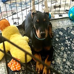 Doberman Pinscher puppies from Etoile Doberman Pinschers