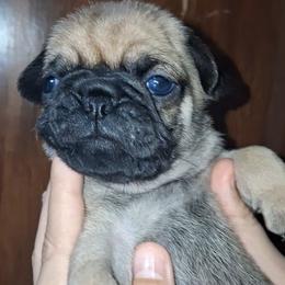 Fawn Boy 3 - Fawn male Pug puppy in Gadsden, Alabama from Carla's Pugs