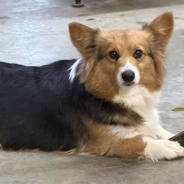 Honey - Pembroke Welsh Corgi