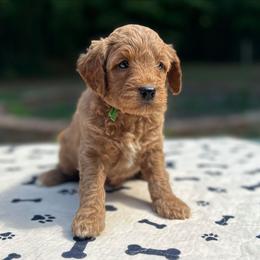 Gandalf - Red  male Goldendoodle puppy in Pittsburg, Texas from Grace Springs Goldendoodles